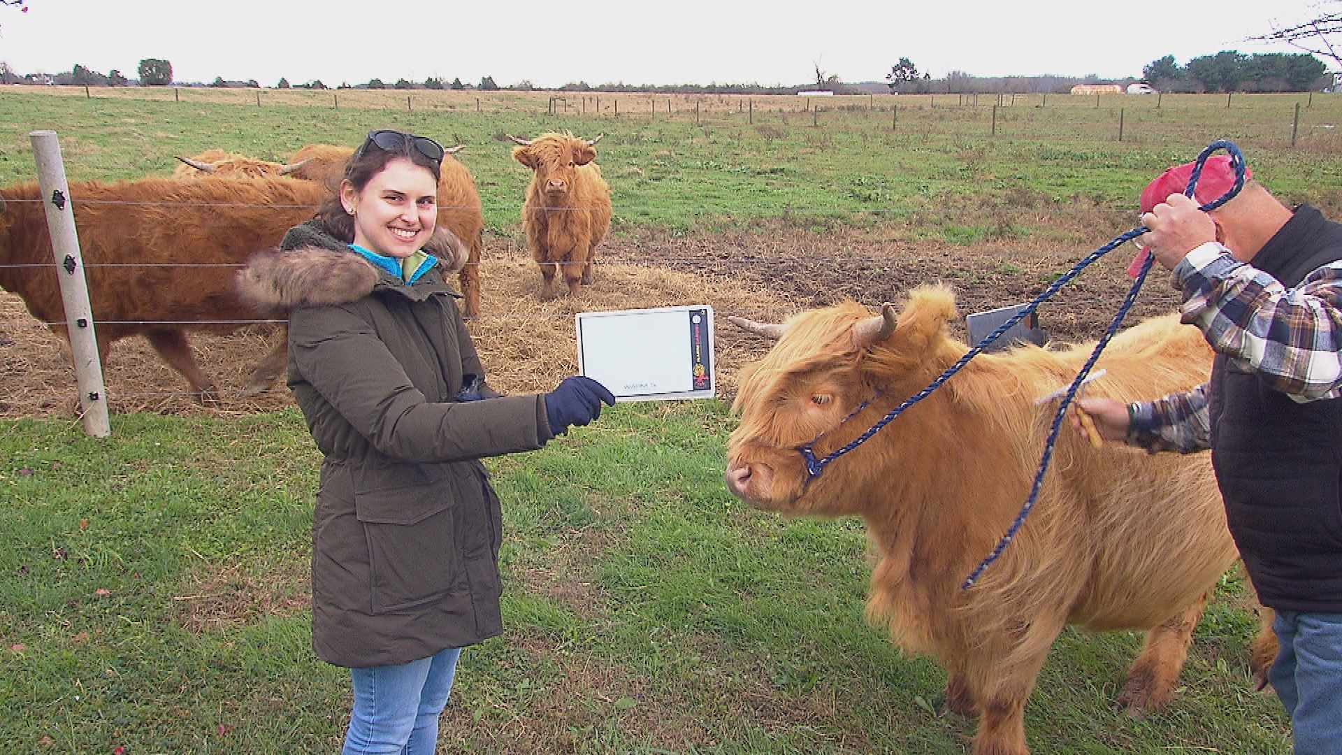 Abby on a video shoot with Highland cattle