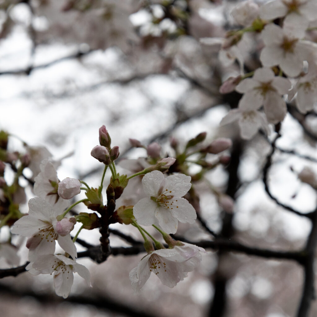 Cherry blossoms in Washington, D.C.